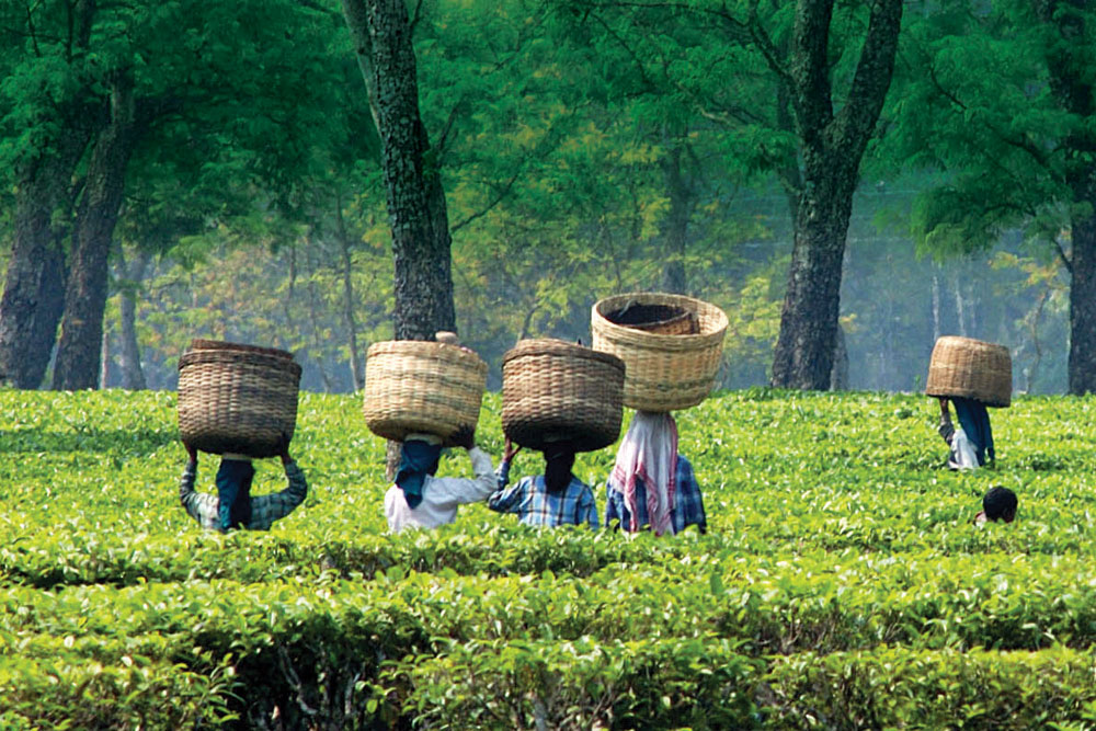 Assam tea garden tour Brahmaputra river cruise Majuli Island tour Assam tea estates luxury cruise in Assam