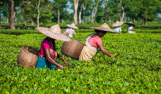 Assam tea garden tour Brahmaputra river cruise Majuli Island tour Assam tea estates luxury cruise in Assam